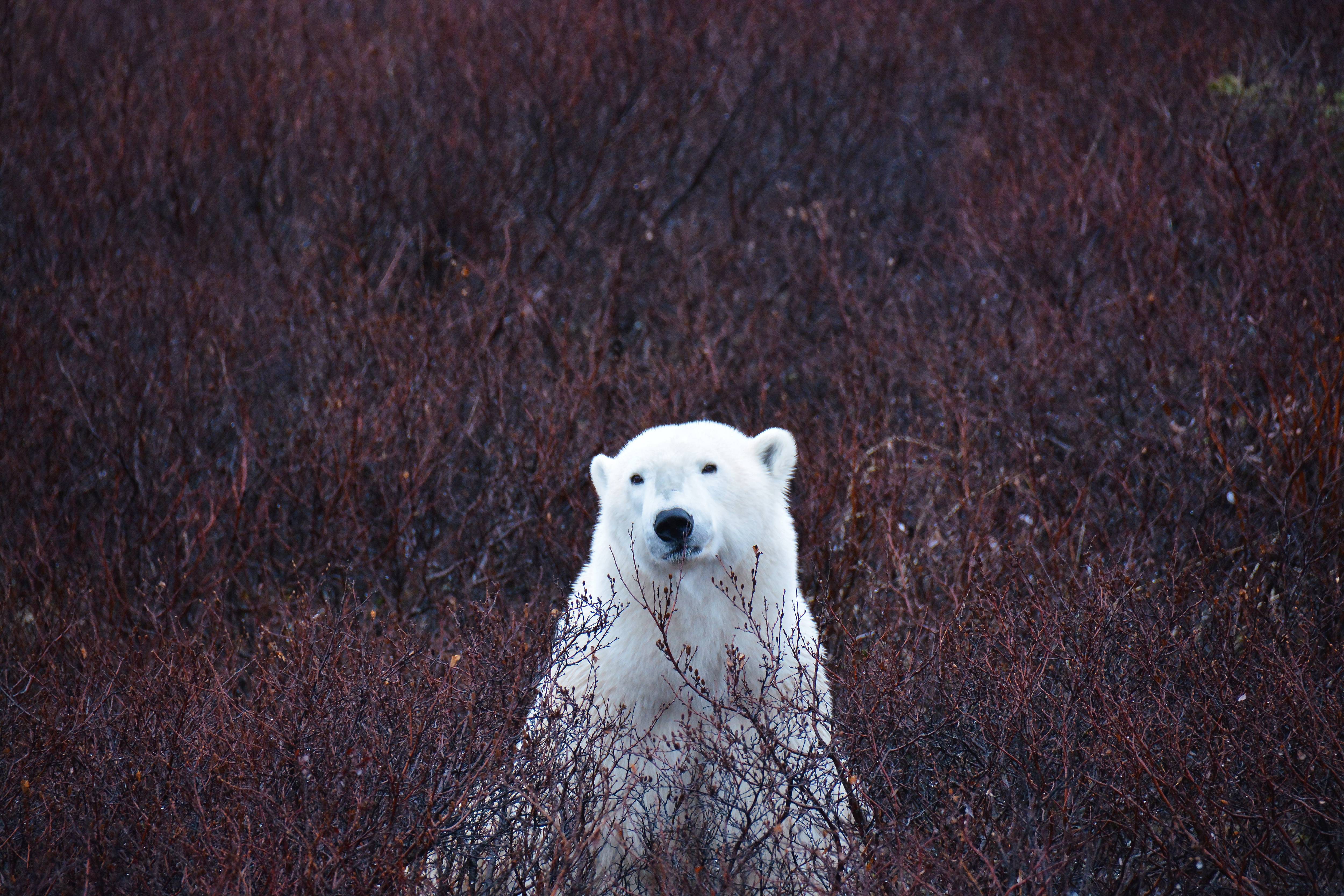 Bears and Aurora Arctic Adventure | Explore Churchill with Lazy